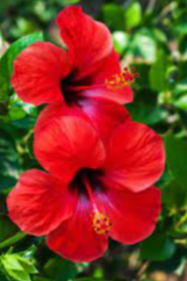 Fresh Hibiscus Exporters, Wholesaler & Manufacturer | eximnext.com
