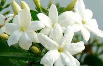 Fresh Jasmine Exporters, Wholesaler & Manufacturer | eximnext.com