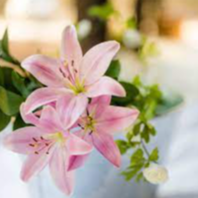 Fresh Lily Exporters, Wholesaler & Manufacturer | eximnext.com