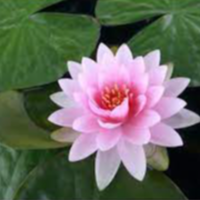 Fresh Lotus Exporters, Wholesaler & Manufacturer | eximnext.com