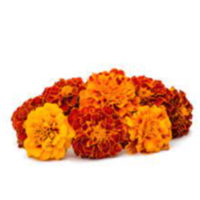 Fresh Marigold Exporters, Wholesaler & Manufacturer | eximnext.com