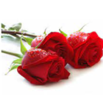 Fresh Roses Exporters, Wholesaler & Manufacturer | eximnext.com