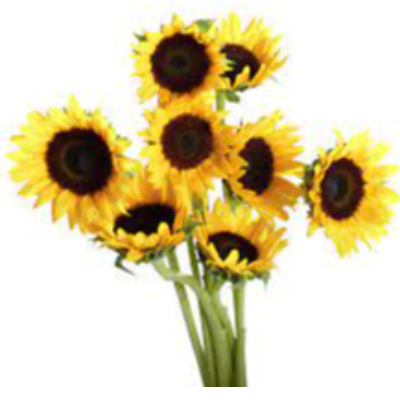 Fresh Sunflower Exporters, Wholesaler & Manufacturer | eximnext.com