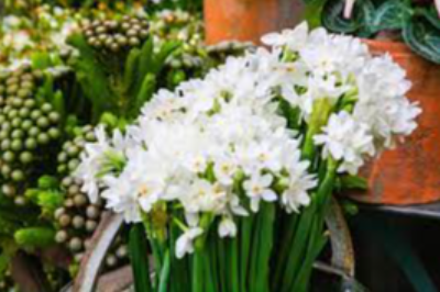 Jasmine Flower Bulbs Exporters, Wholesaler & Manufacturer | eximnext.com