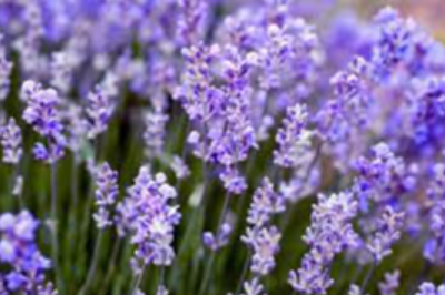 Lavender Exporters, Wholesaler & Manufacturer | eximnext.com