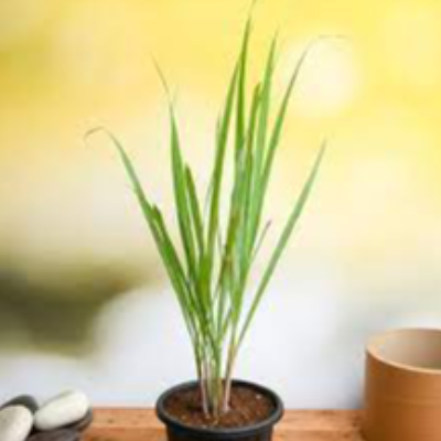 Lemongrass Exporters, Wholesaler & Manufacturer | eximnext.com