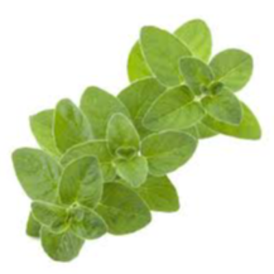 Marjoram Exporters, Wholesaler & Manufacturer | eximnext.com