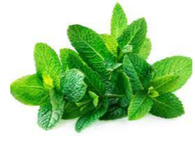 Mint Exporters, Wholesaler & Manufacturer | eximnext.com