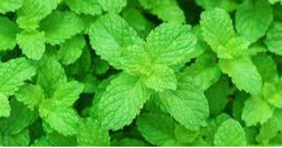 Peppermint Exporters, Wholesaler & Manufacturer | eximnext.com