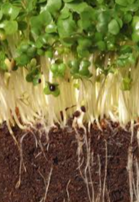 Plant Roots & Tissues Exporters, Wholesaler & Manufacturer | eximnext.com