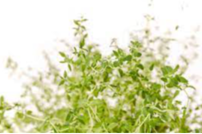 Plants & Plant Extracts Exporters, Wholesaler & Manufacturer | eximnext.com