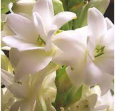 Rose Flower Bulbs Exporters, Wholesaler & Manufacturer | eximnext.com