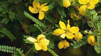 Senna Exporters, Wholesaler & Manufacturer | eximnext.com