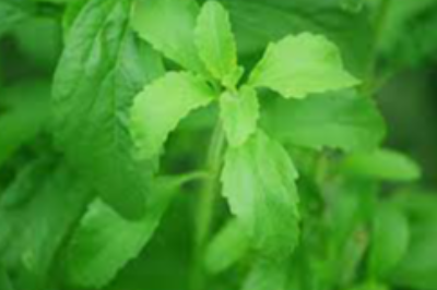 Stevia Exporters, Wholesaler & Manufacturer | eximnext.com