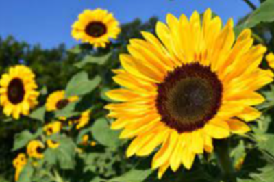 Sunflower Exporters, Wholesaler & Manufacturer | eximnext.com