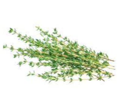 Thyme Exporters, Wholesaler & Manufacturer | eximnext.com