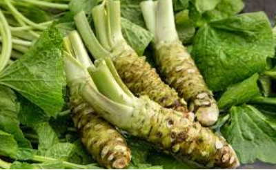 Wasabi Exporters, Wholesaler & Manufacturer | eximnext.com