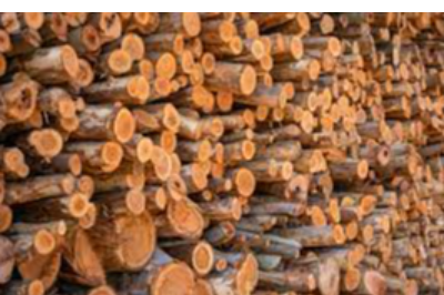 Eucalyptus Wood Exporters, Wholesaler & Manufacturer | eximnext.com