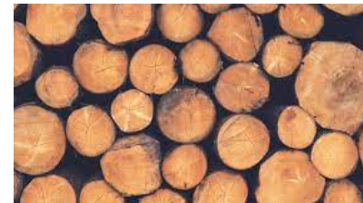 Other Type Of Woods Exporters, Wholesaler & Manufacturer | eximnext.com