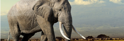 company-banner