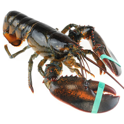 resources of Maine Lobster exporters