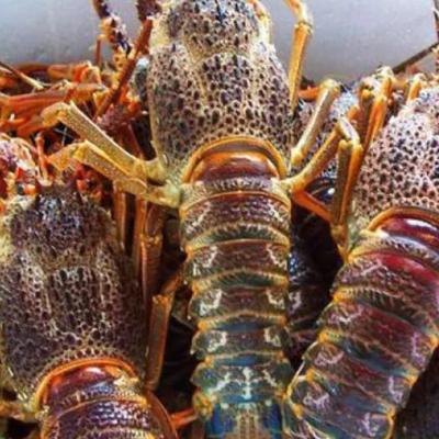Rock lobsters Exporters, Wholesaler & Manufacturer | Globaltradeplaza.com