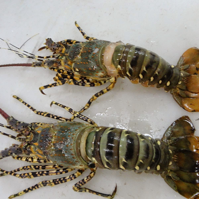 resources of Tiger Lobsters exporters