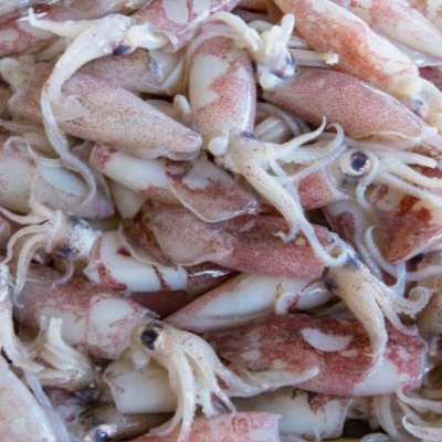 Frozen Squids Exporters, Wholesaler & Manufacturer | Globaltradeplaza.com