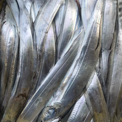 Ribbonfish Exporters, Wholesaler & Manufacturer | Globaltradeplaza.com