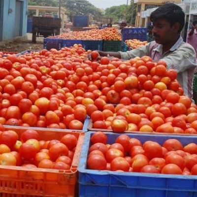 Tomato Exporters, Wholesaler & Manufacturer | Globaltradeplaza.com