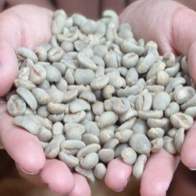 Green and Roasted Coffee Beans Indonesia Exporters, Wholesaler & Manufacturer | Globaltradeplaza.com