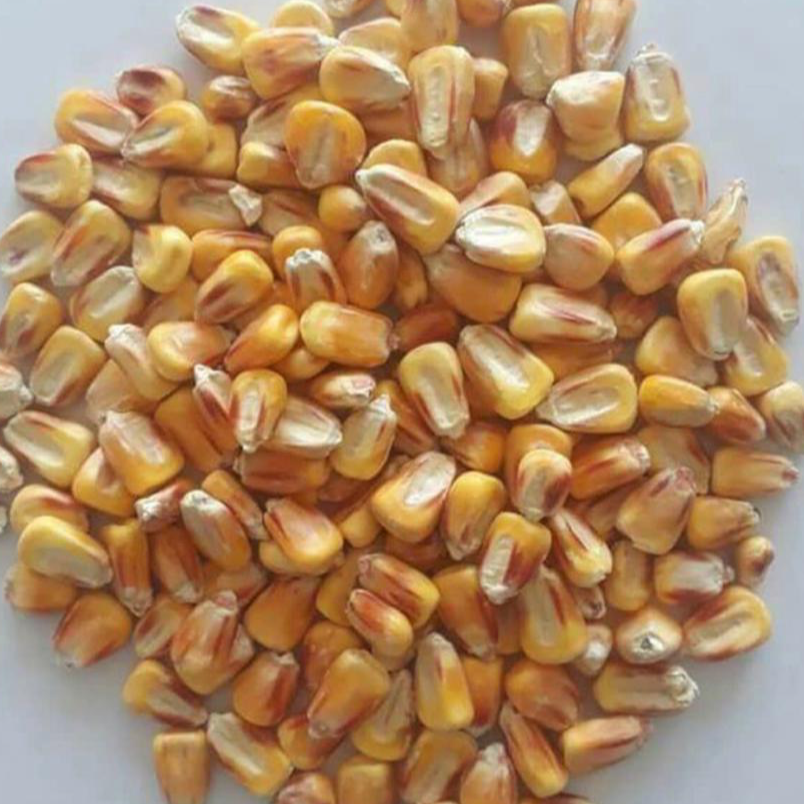 resources of Yellow corn for animal feed exporters