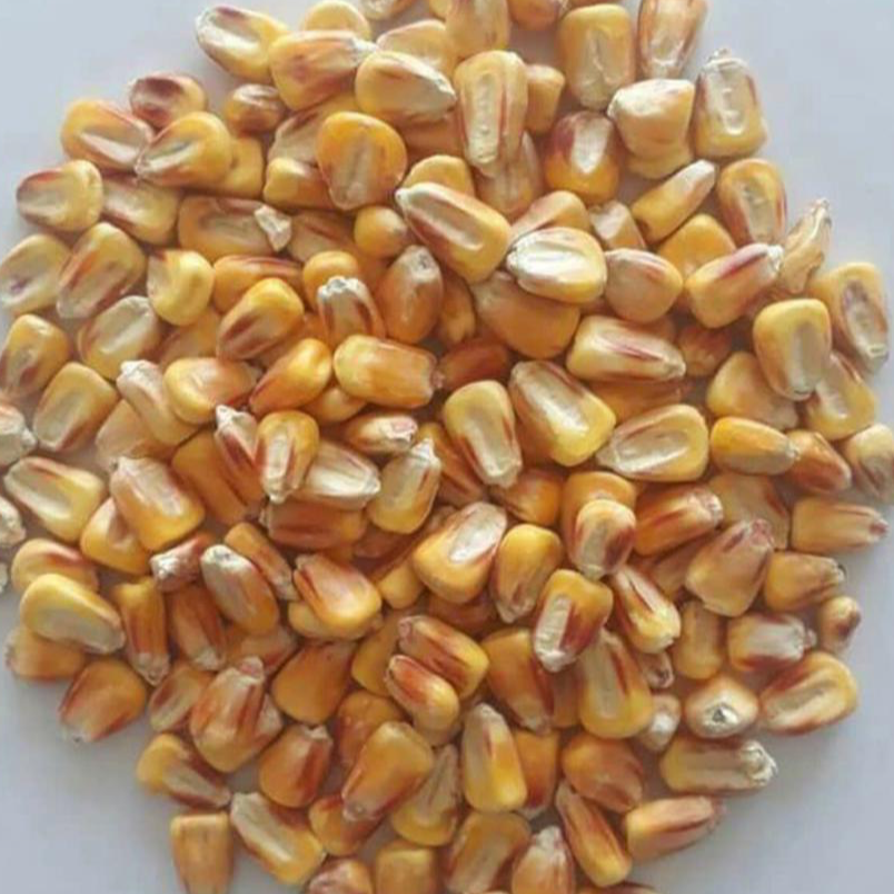 Yellow corn for animal feed Exporters, Wholesaler & Manufacturer | Globaltradeplaza.com