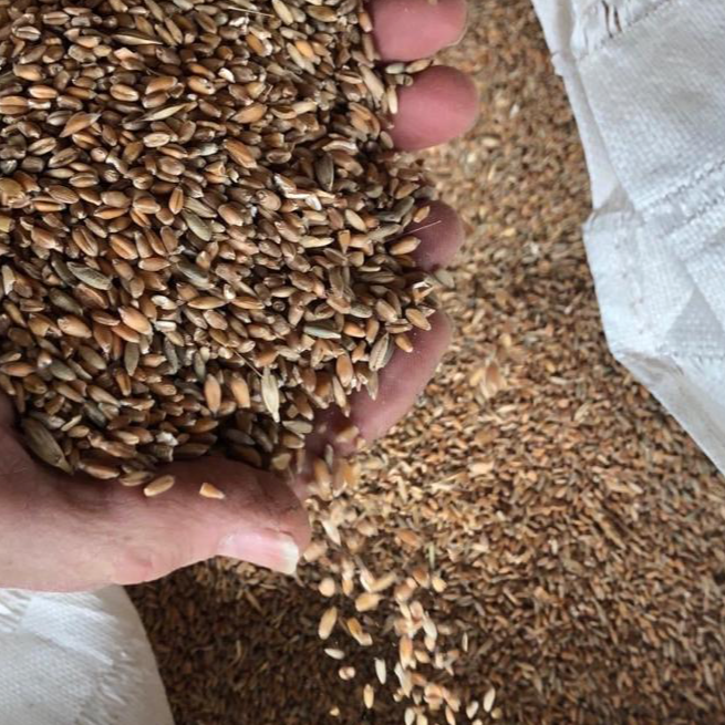 resources of Ukrainian Wheat Grains exporters