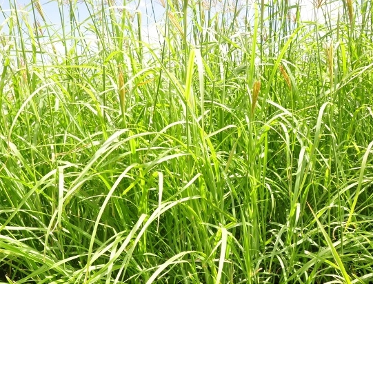 resources of Rhodes grass exporters