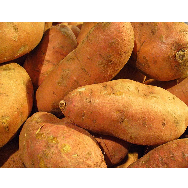 Sweet Potatoes Exporters, Wholesaler & Manufacturer | Globaltradeplaza.com