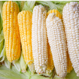 resources of corn exporters