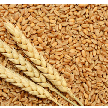 wheat Exporters, Wholesaler & Manufacturer | Globaltradeplaza.com