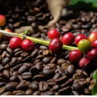 Coffe Arabica And Robusta Exporters, Wholesaler & Manufacturer | Globaltradeplaza.com