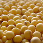 resources of Soy Bean exporters