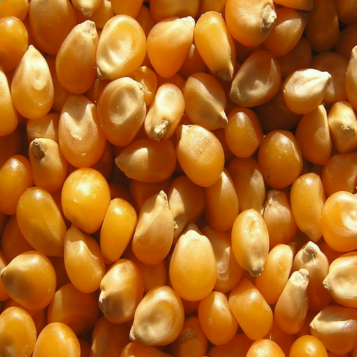 Maize / Corn for sale exporter and supplier from South Africa