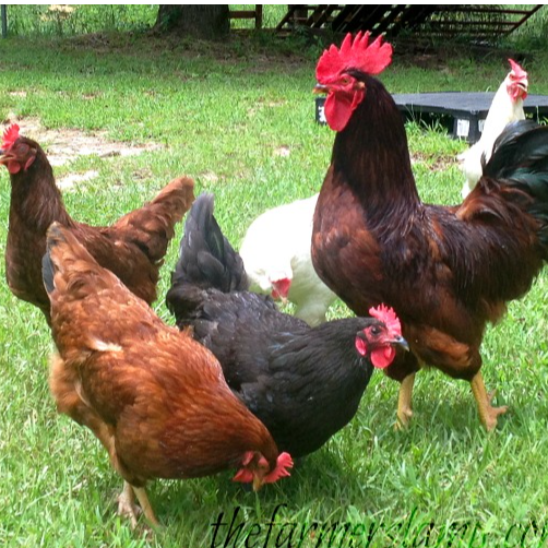 free range chicken Exporters, Wholesaler & Manufacturer | Globaltradeplaza.com