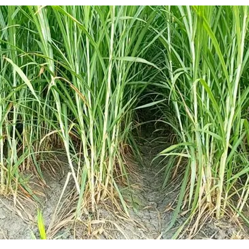 Pakchong grass Exporters, Wholesaler & Manufacturer | Globaltradeplaza.com