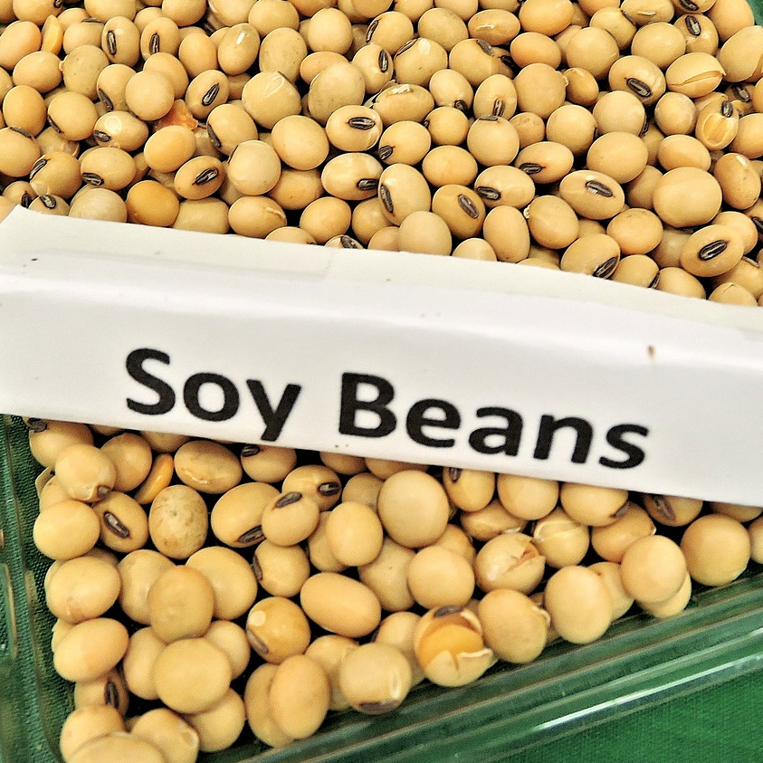 Soya Bean Non-Gmo (Brazilian) Exporters, Wholesaler & Manufacturer | Globaltradeplaza.com