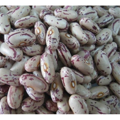 resources of Light Speckled Kidney beans exporters