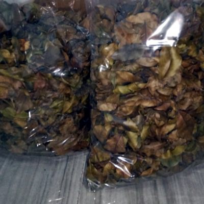 Agarwood Inoculated Dried Leaves Exporters, Wholesaler & Manufacturer | Globaltradeplaza.com