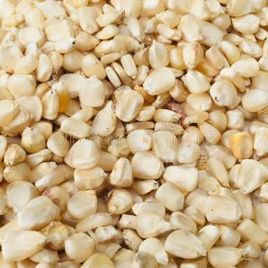 Non GMO White Maize Exporters, Wholesaler & Manufacturer | Globaltradeplaza.com