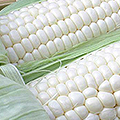White Maize Exporters, Wholesaler & Manufacturer | Globaltradeplaza.com
