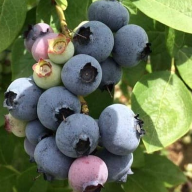 Blueberry Puree and IQF Exporters, Wholesaler & Manufacturer | Globaltradeplaza.com