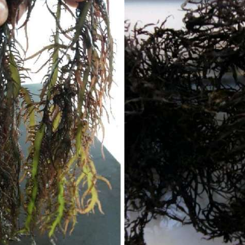 resources of seaweed chondracanthus chamissoi / chicoria de mar / chicorea de mar, yuyo exporters